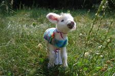 Baby Lamb